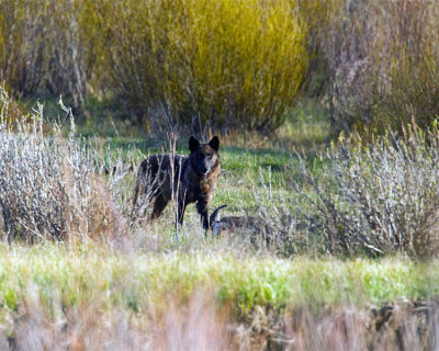 Lamar Canyon Wolf at the Confluence.jpg