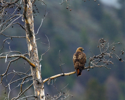 Red Tail Hawk on a Branch.jpg