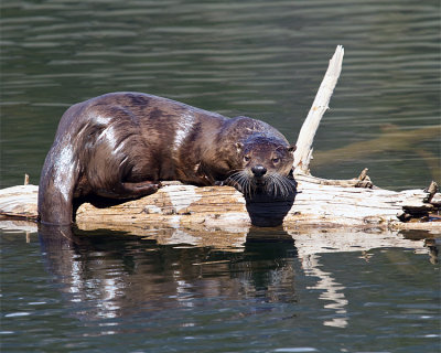 River Otter at Trout Lake.jpg