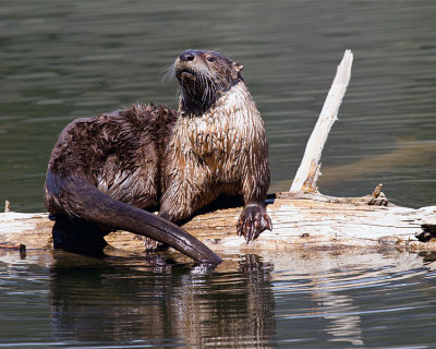 Trout Lake Otter on a Log.jpg