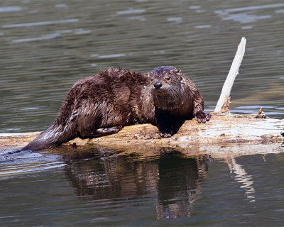 River Otter Reflection.jpg