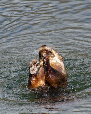 Otter Feeding.jpg