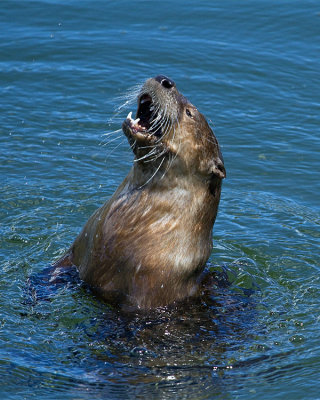 Otter Head Out of Water.jpg