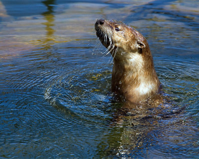 Otter in the Lake.jpg
