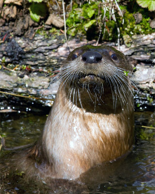 Otter Closeup.jpg