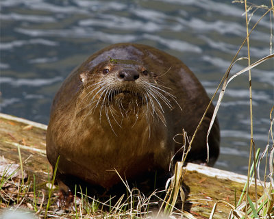 River Otter on a Log at Trout Lake.jpg