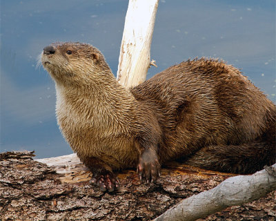 Trout Lake River Otter.jpg