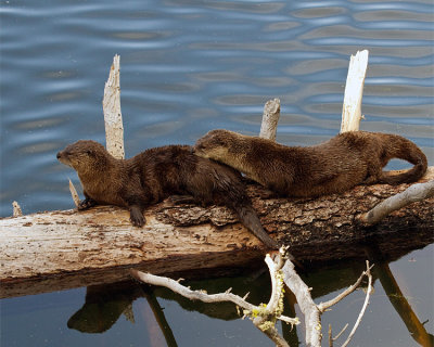 Two River Otters on a Log.jpg