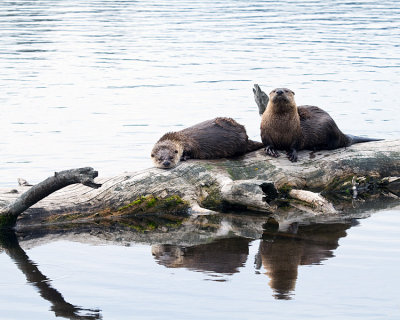 Two Otters on a Log Reflected.jpg