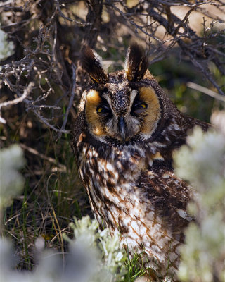 Long Eared Owl in the Sage at Little America.jpg
