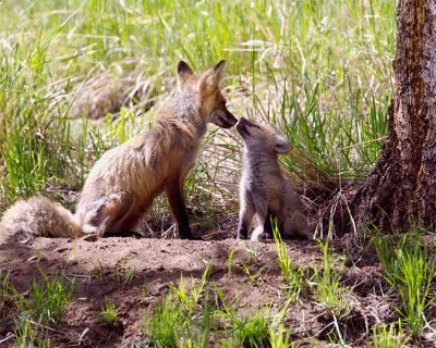 Red Fox Momma with Kit at Yellowstone Picnic Area.jpg