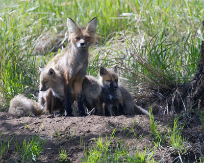 Fox Vixen with Two Kits at Yellowstone Picnic Area.jpg