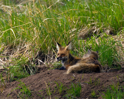 Red Fox Mom with Kit on the Den.jpg