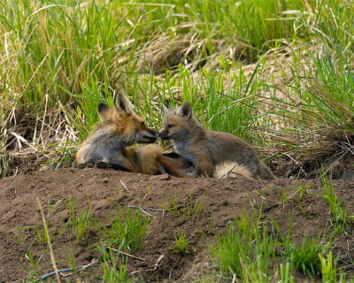 Mother Love.jpg