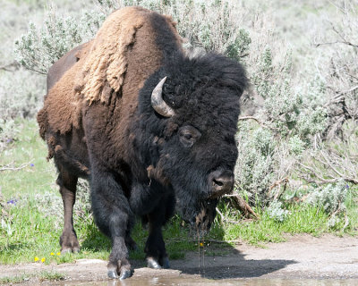Bison Drinking from a Rain Puddle.jpg