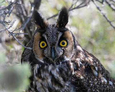 Long Eared Owl Closeup.jpg