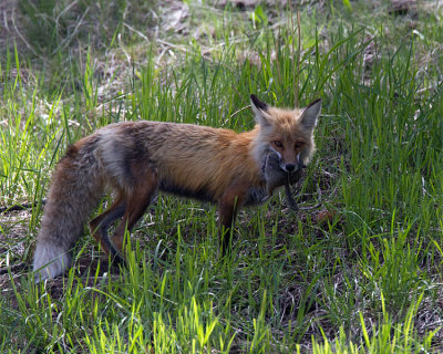 Male Fox with Ground Squirrel.jpg