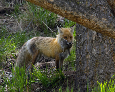 Yellowstone Picnic Area Male Fox with Ground Squirrel.jpg