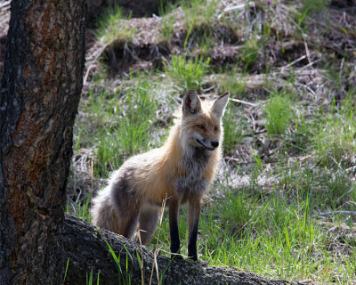 Male Fox by the Tree.jpg