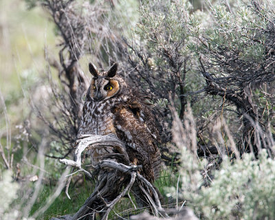 Long Eared Owl Hiding Out.jpg