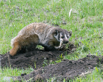Badger at Slough Creek with a Baby Ground Squirrel.jpg