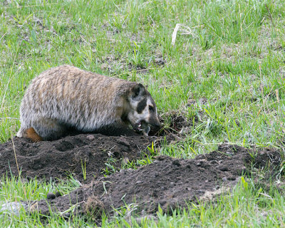 Badger Munching on Ground Squirrels.jpg