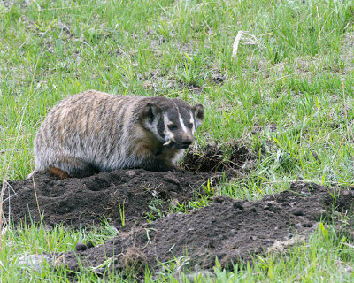 Badger Digging for a Meal.jpg