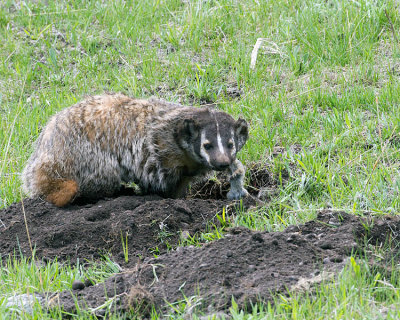 Badger at Slough Creek with Mouthful.jpg