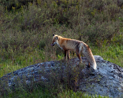 Fox on a Rock.jpg