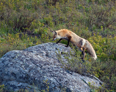 Fox Climbing Up a Rock.jpg