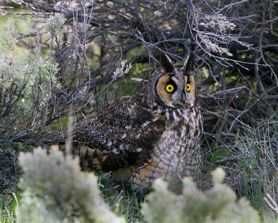 Long Eared Owl on the Ground.jpg