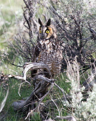 Long Eared Owl Perched on a Sagebush.jpg