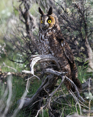 Long Eared Owl Perched.jpg