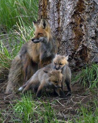 Fox Mom with Two Kits.jpg