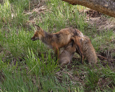 Fox Kit Nursing.jpg