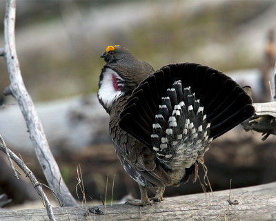 Dusky Grouse in Mating Plumage at Lake Butte Overlook.jpg