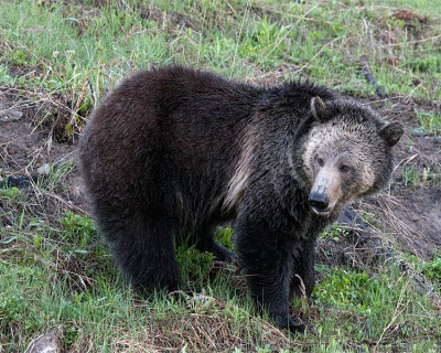 Grizzly Sow on the Hillside.jpg