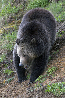 Grizzly Coming Down the Hill at Sedge Bay.jpg