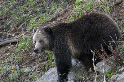 Grizzly Sow on the Hill at Sedge Bay.jpg