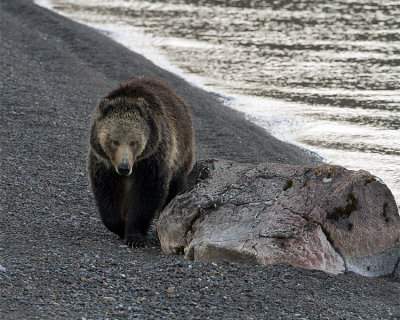 Grizzly on the Beach at Sedge Bay.jpg