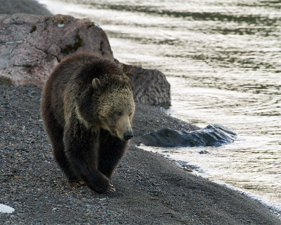 Raspberry Bear on the Beach.jpg