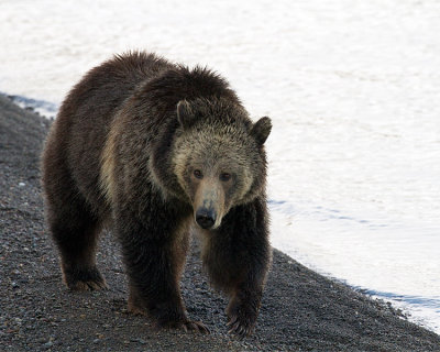 Grizzly by the Waters Edge.jpg