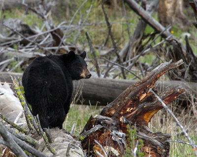 Black Bear in the Deadfall Near Calcite Springs.jpg