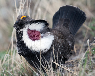 Dusky Grouse Looking For Love.jpg