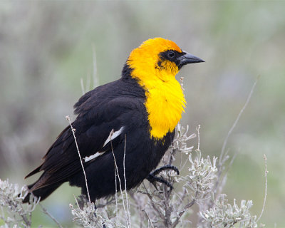 Yellow Headed Blackbird.jpg