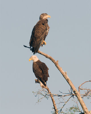 Eagle Adult and Juvenile.jpg