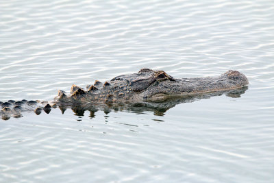 Gator in Lake Hancock.jpg