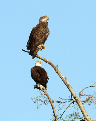 Bald Eagle and Juvenile.jpg
