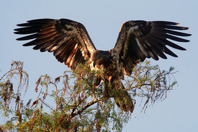 Juvenile Bald Eagle Wings Spread.jpg
