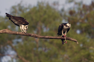 Two Osprey Having Lunch.jpg